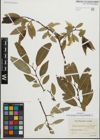 Foto von Salix fragilis L. x Salix pentandra L.